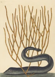 The Black Muray Muraenae helenae varietas, published 1754