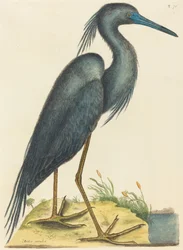 The Blue Heron