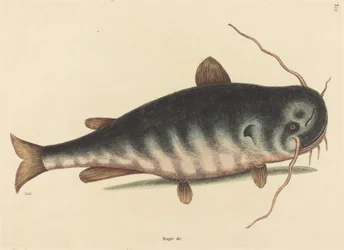 The Cat Fish