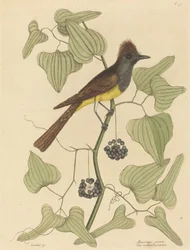 The Crested Flycatcher (Muscicapa cristata)