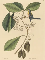 The Finch Creeper (Parus americanus)