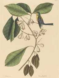 The Finch Creeper Parus americanus, published 1731-1743