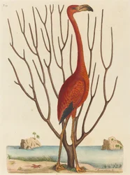 The Flamingo Phoenicopterus ruber