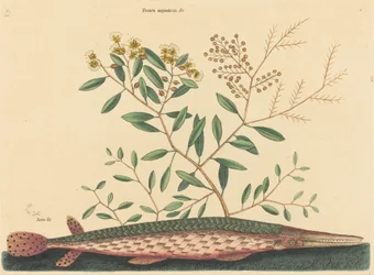 The Green Gar Fish Esox osseus, published 1731-1743