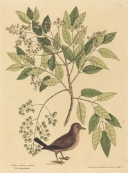 The Ground Dove