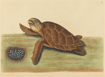 The Hawksbill Turtle