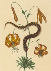 The Hog-nose Snake