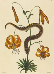 The Hog-nose Snake