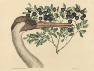 The Hooping Crane (Ardea Americana)