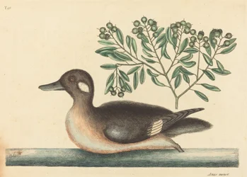 The Little Brown Duck Anas rustica, published 1754