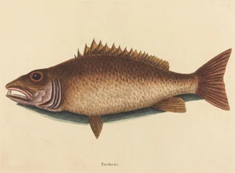 The Mangrove Snapper (Labrus griseus)