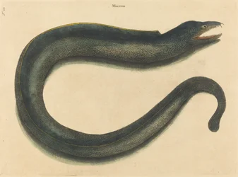 The Muray Muraena helena