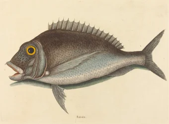 The Porgy Sparus Chrysops