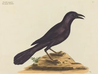 The Purple Jack Daw