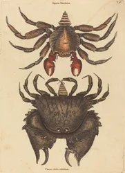 The Red Mottled Rock-crab