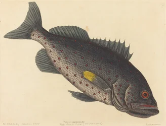The Rock Fish