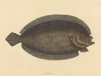 The Sole