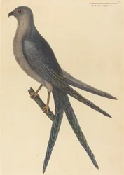 The Swallow Tail Hawk Falco furcatus, published 1754.