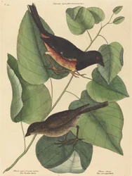 The Towhe Bird