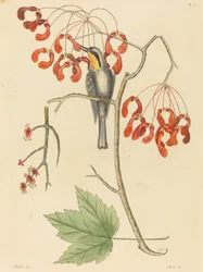 The Yellow Throated Creeper, Published 1754