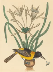The Yellow and Black Pye (Oriolus Icterus)