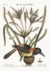 The Yellow and Black Magpie, 1749-73