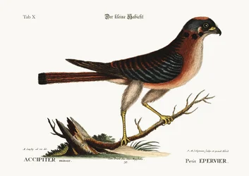 The little Hawk, 1749-73