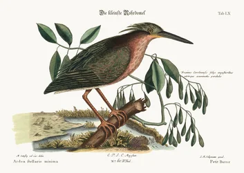 The small Bittern, 1749-73