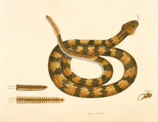 Viper Caudison Snake, Rattlesnake, Plate 41, Vol. 1, from the 