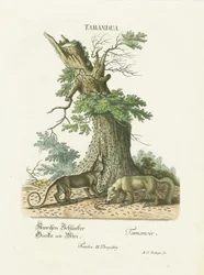 Small Anteaters Under a Tree