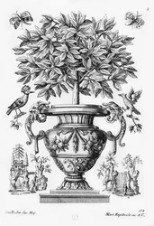 Citrus trees