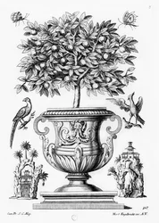 Citrus trees