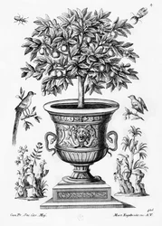 Citrus trees
