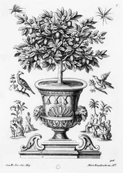 Citrus trees