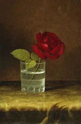 A Red Rose