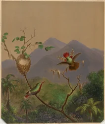 Brazilian Hummingbirds III
