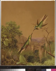 Brazilian hummingbirds IV