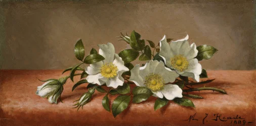 Cherokee Roses