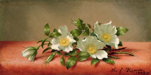 Cherokee Roses