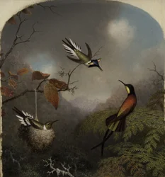 Hummingbirds: Two Sungems and a Crimson Topaz