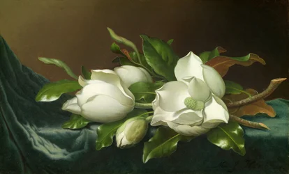 Magnolias on Light Blue Velvet Cloth