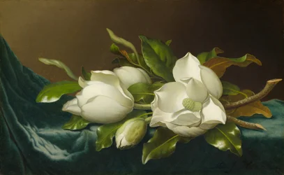 Magnolias on Light Blue Velvet Cloth, 1885-95