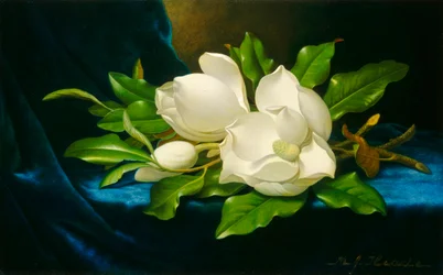 Magnolias on a Blue Velvet Cloth