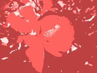 Blossom