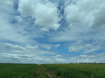 Fields in Summer
