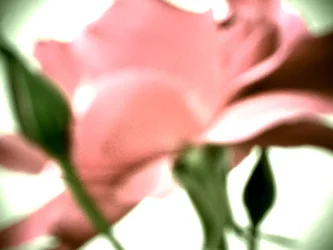 Pastel Rose