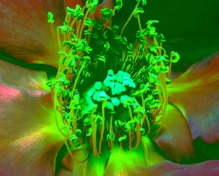 Rose Green