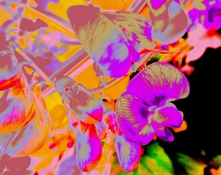 Summer Flowers