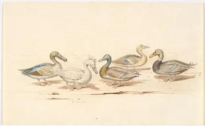 Studies of Various Types of Ducks