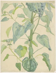 Stalk and Leaves of a Sunflower